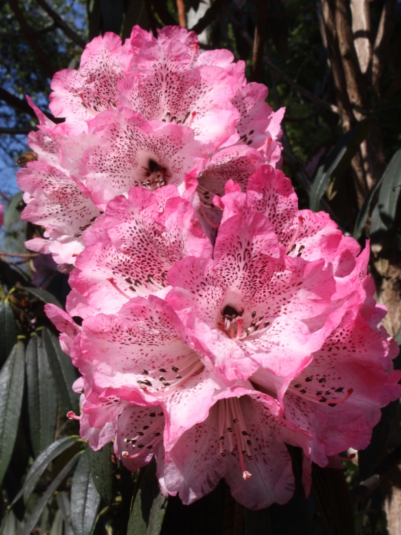 R. arboreum ssp. cinnamomeum Campbelliae Group